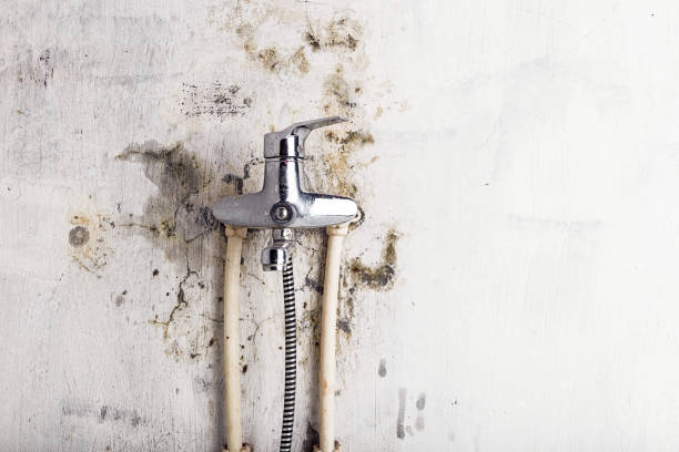 Best Local Mold Removal Service  in Wheatland, CA