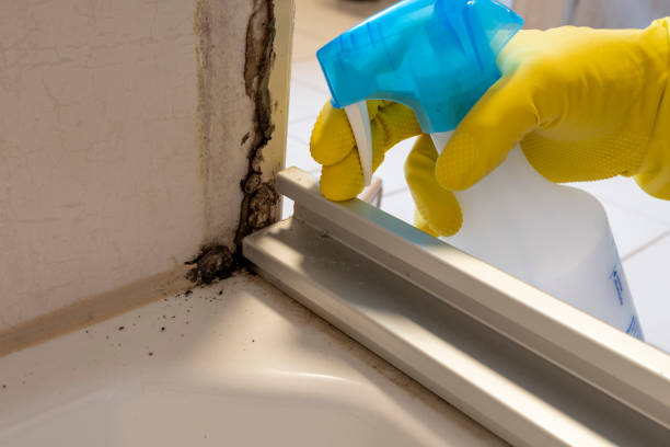 Best Same-Day Mold Removal  in Wheatland, CA