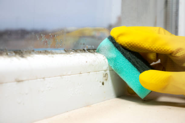 Professional Mold Removal in Wheatland, CA