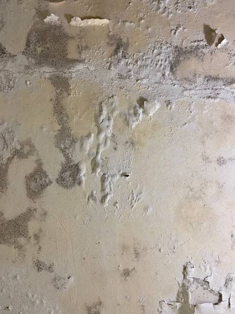 Best Attic Mold Removal  in Wheatland, CA