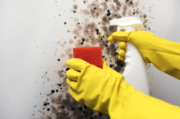 Best Mold Damage Repair  in Wheatland, CA