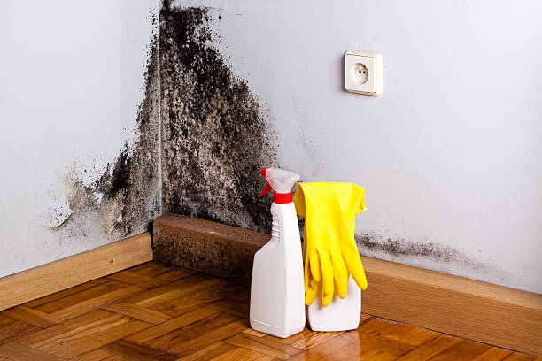 Best Certified Mold Removal  in Wheatland, CA