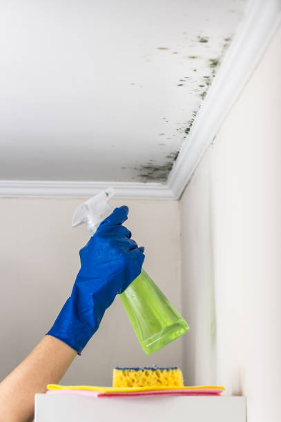 Best Mold Removal Company Near Me  in Wheatland, CA